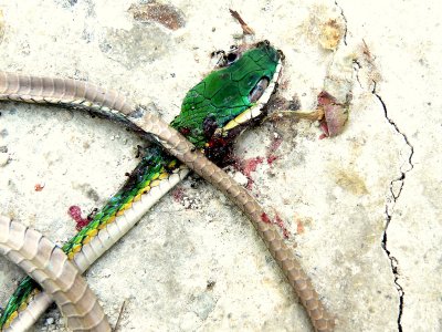 THE END RESULT OF ROADS THROUGH FOREST: MEXICAN PARROT SNAKE.JPG
