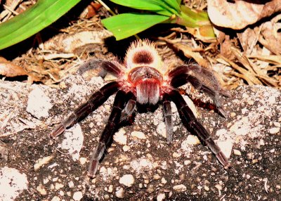TARANTULA.JPG