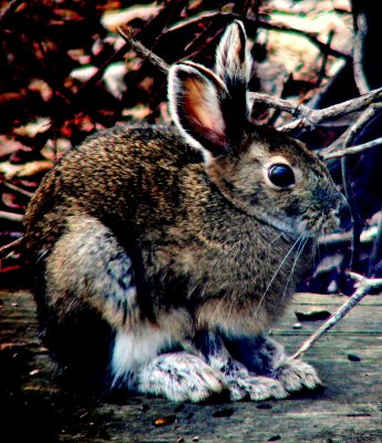 SNOWSHOE HARE.JPG