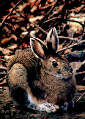 SNOWSHOE HARE #2.JPG