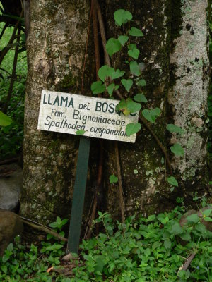 LABELLED FLORA.JPG