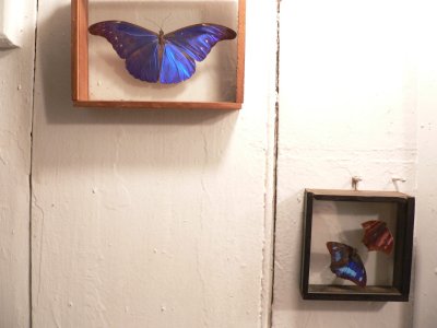 BOXED BUTTERFLIES.JPG