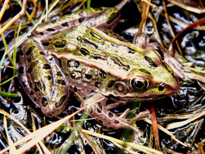 NORTHERN LEOPARD FROG.JPG