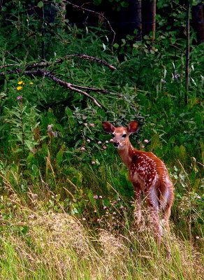 WHITETAIL FAWN.JPG