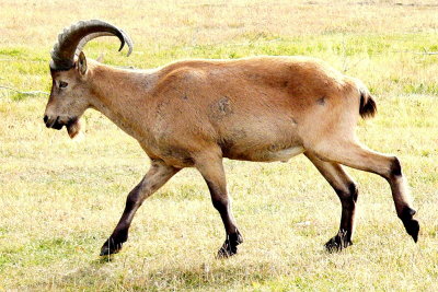 TUR SIDE VIEW.JPG