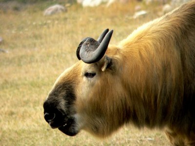 TOOTHY.JPG