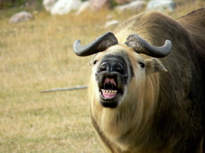 FLEHMEN #1.JPG