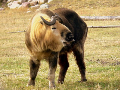 FLEHMEN #3.JPG