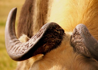 HORN BOSS.JPG