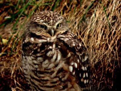 BURROWING OWL.JPG