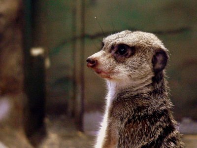 MEERKAT.JPG