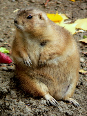 BLACK-TAILED PRAIRIE DOG.JPG