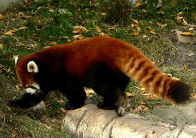 RED PANDA-STYAN'S RACE.JPG