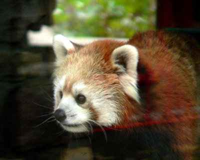 FEMALE #2.JPG