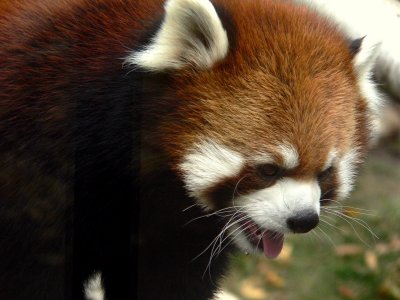 RED PANDA PORTRAIT.JPG