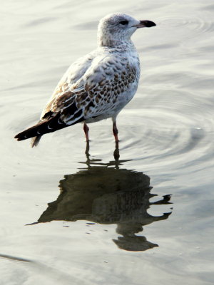 RING-BILLED GULL.JPG