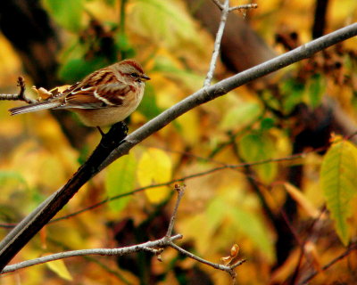 AMERICAN TREE SPARROW.JPG