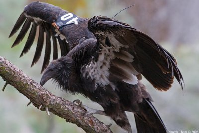 California Condor #B40