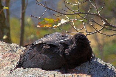 Baby Vulture