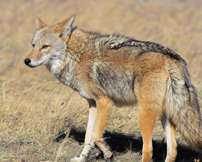 Coyote