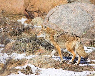 Coyote Concentration