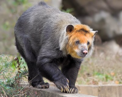 Spectacled Bear