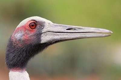 Sarus Crane