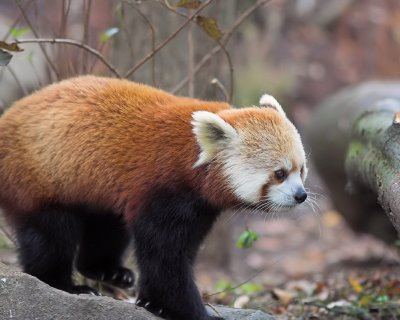 Red Panda