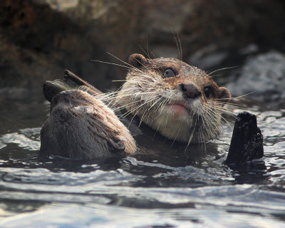 Asian Small-clawed Otters