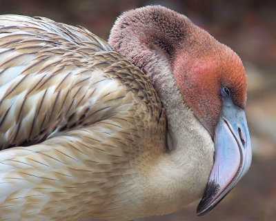 Caribbean Flamingo