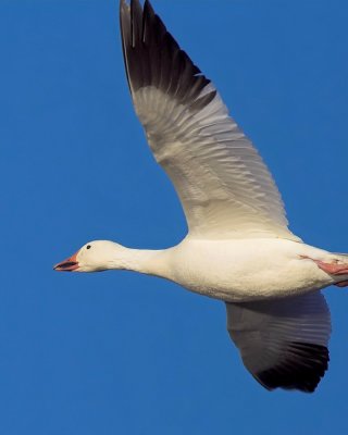 Snow Goose Flight