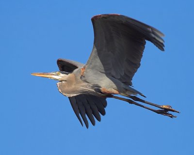 Blue Heron Flight