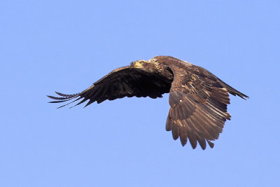 Bald Eagle Flight