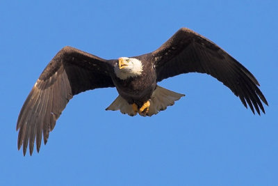 Bald Eagle Flight