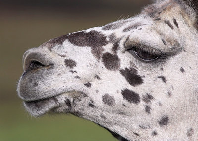 Llama Portrait