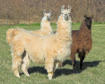 Curious Llamas