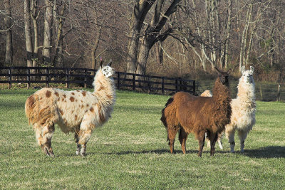 Hello Llamas!