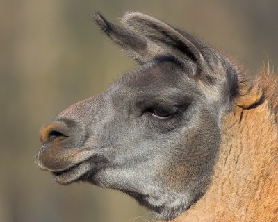 Llama Profile