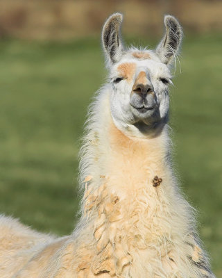 Llama