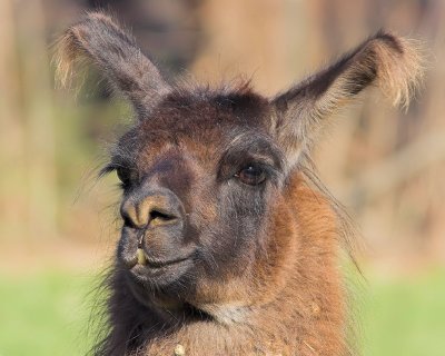 Llama Portrait