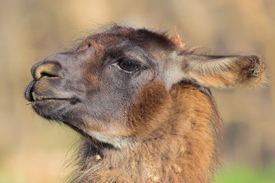 Llama Profile