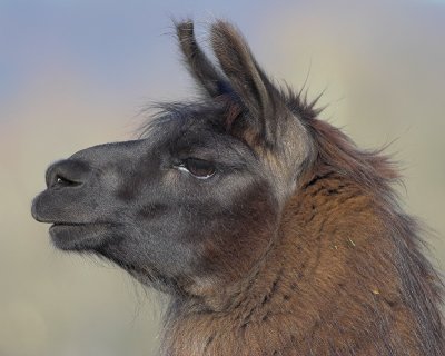 Llama Profile