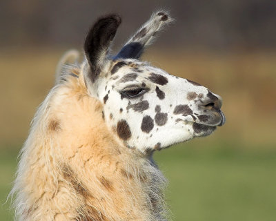 Llama Portrait