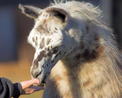 Llama Snack
