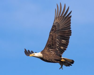 Eagle with a Fish