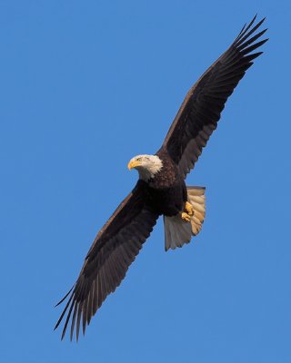 Eagle Flight