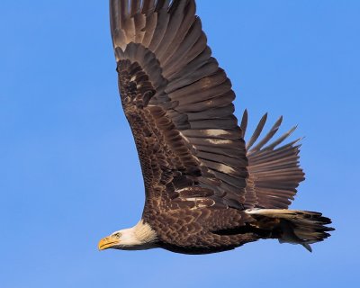 Eagle with a Fish