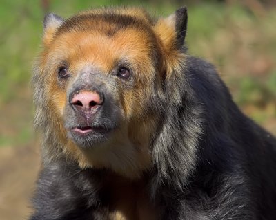Spectacled Bear Close-Up