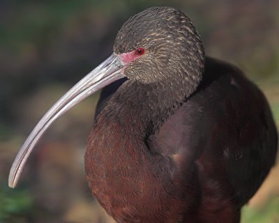 White-faced Ibis