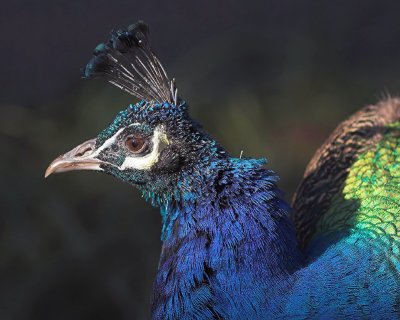 Male Peacock Portrait